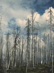 The Imperial Concubi