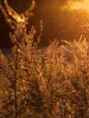 The Legend of the Dr