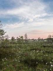 Retired War God Yang