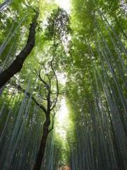 The Wife of My Heart