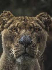 High School Campus S