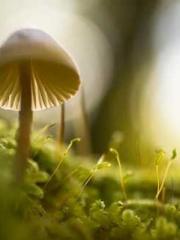 The Exclusive Daught