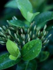 Yellow Spring Expres