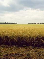 lt;divgt;MMORPG: Obt