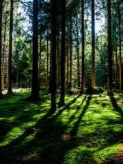 The Hardships of a D