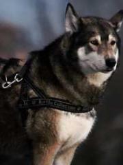 The young masterapos