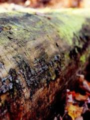 A wife hopes to rema