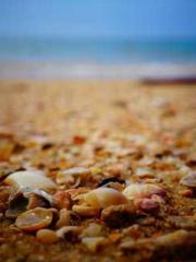 lt;Marry at first si